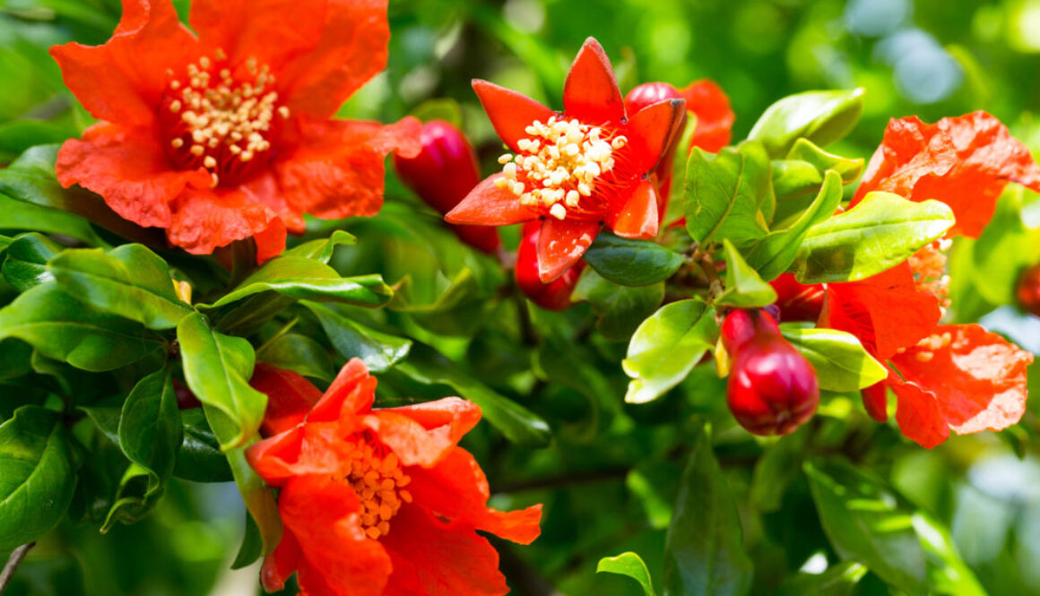 Un delicato fiore di Anar: storie dall’Afghanistan